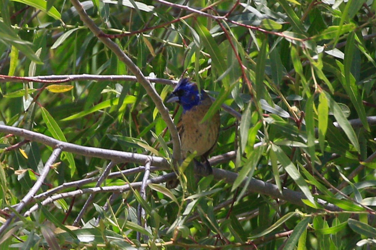 Blue Grosbeak - Sean Smith