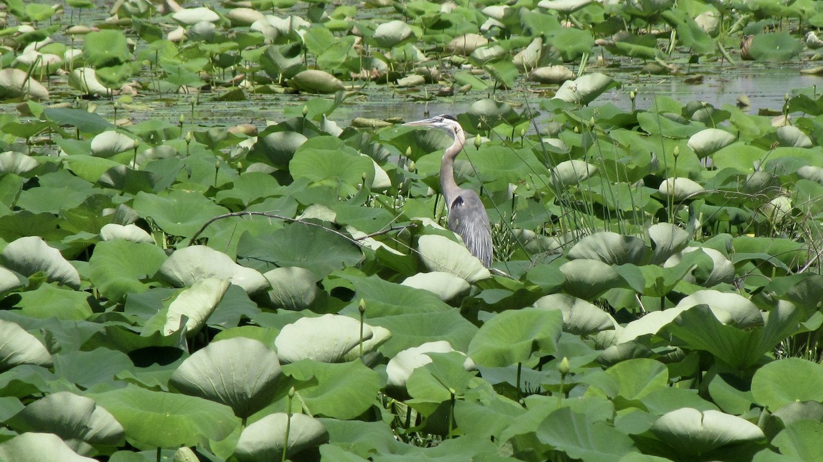 Great Blue Heron - Sheila Sawyer