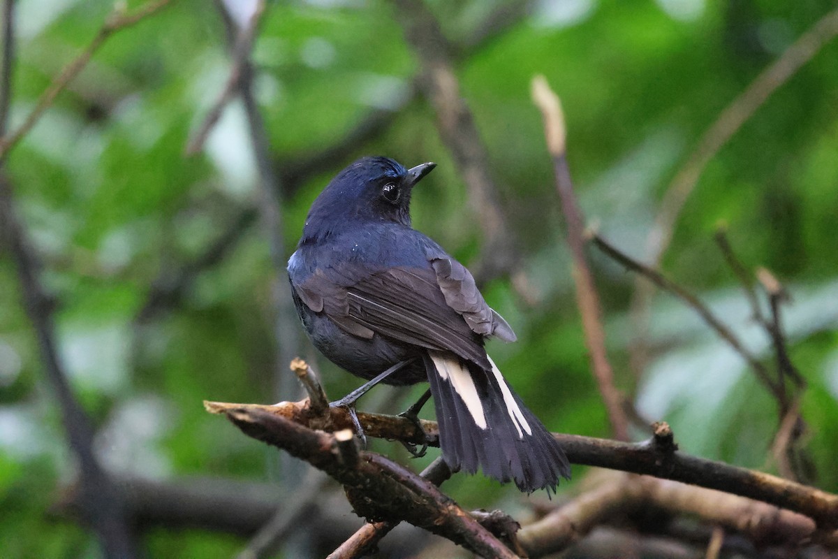 White-tailed Robin - RIIO LU