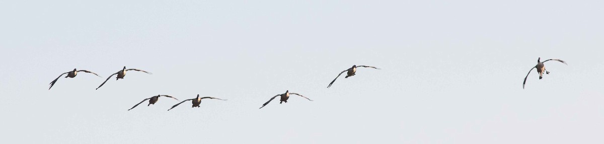 Canada Goose - Nick Bolgiano