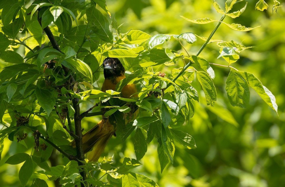 Baltimore Oriole - Cristina Avila