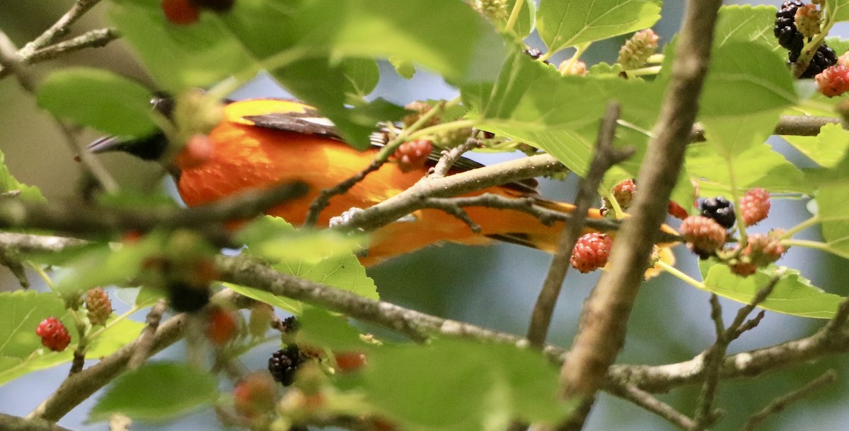 Baltimore Oriole - Carla Morris