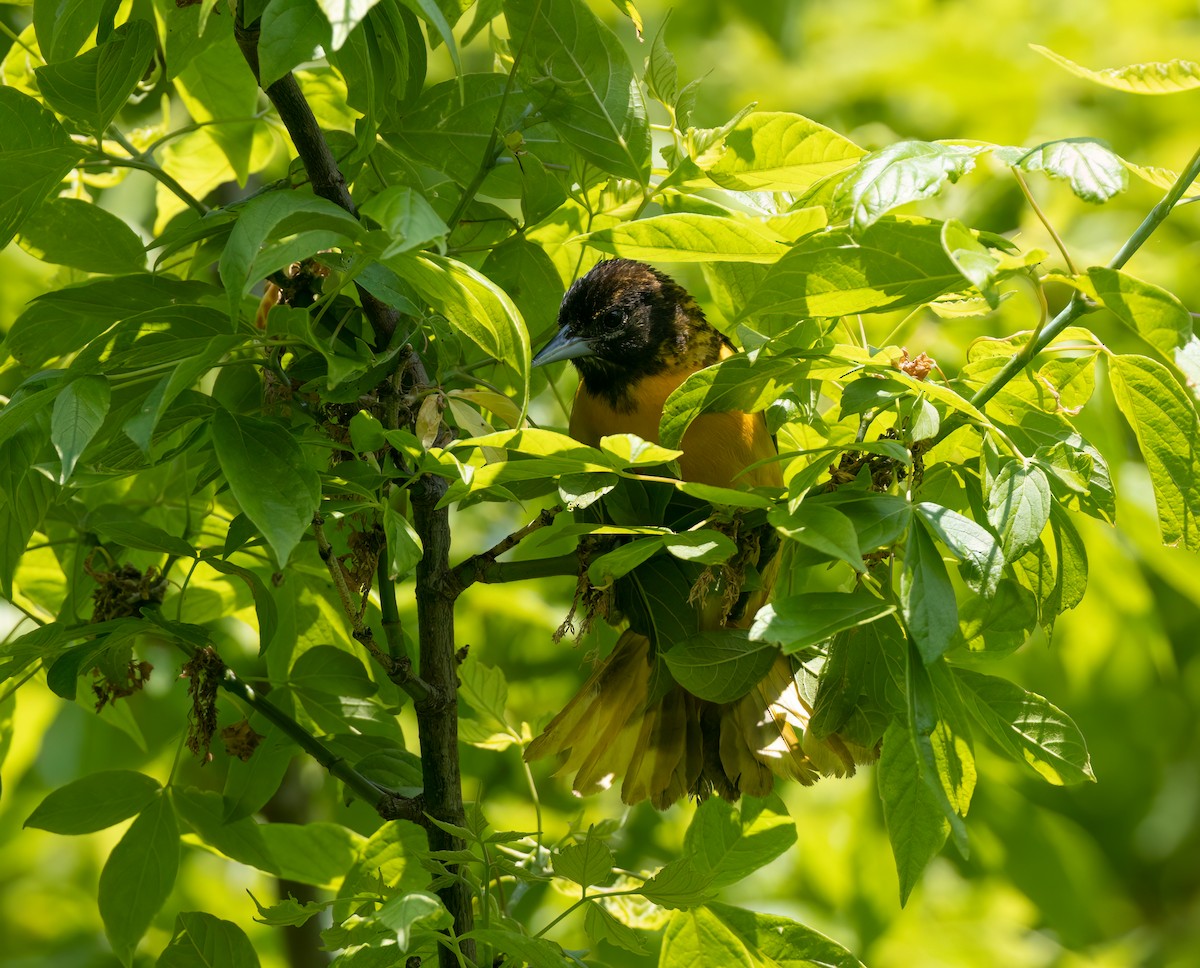 Baltimore Oriole - Cristina Avila