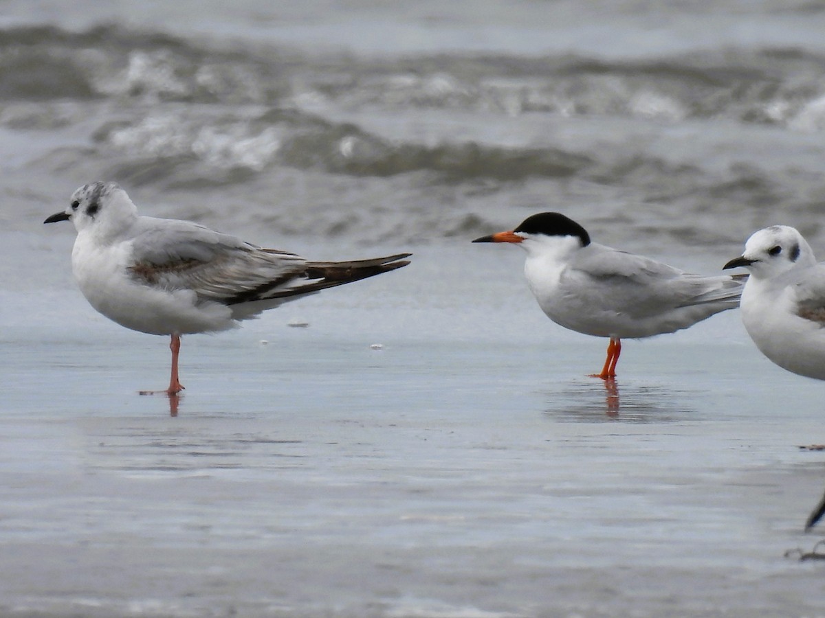 Forster's Tern - Tina Toth