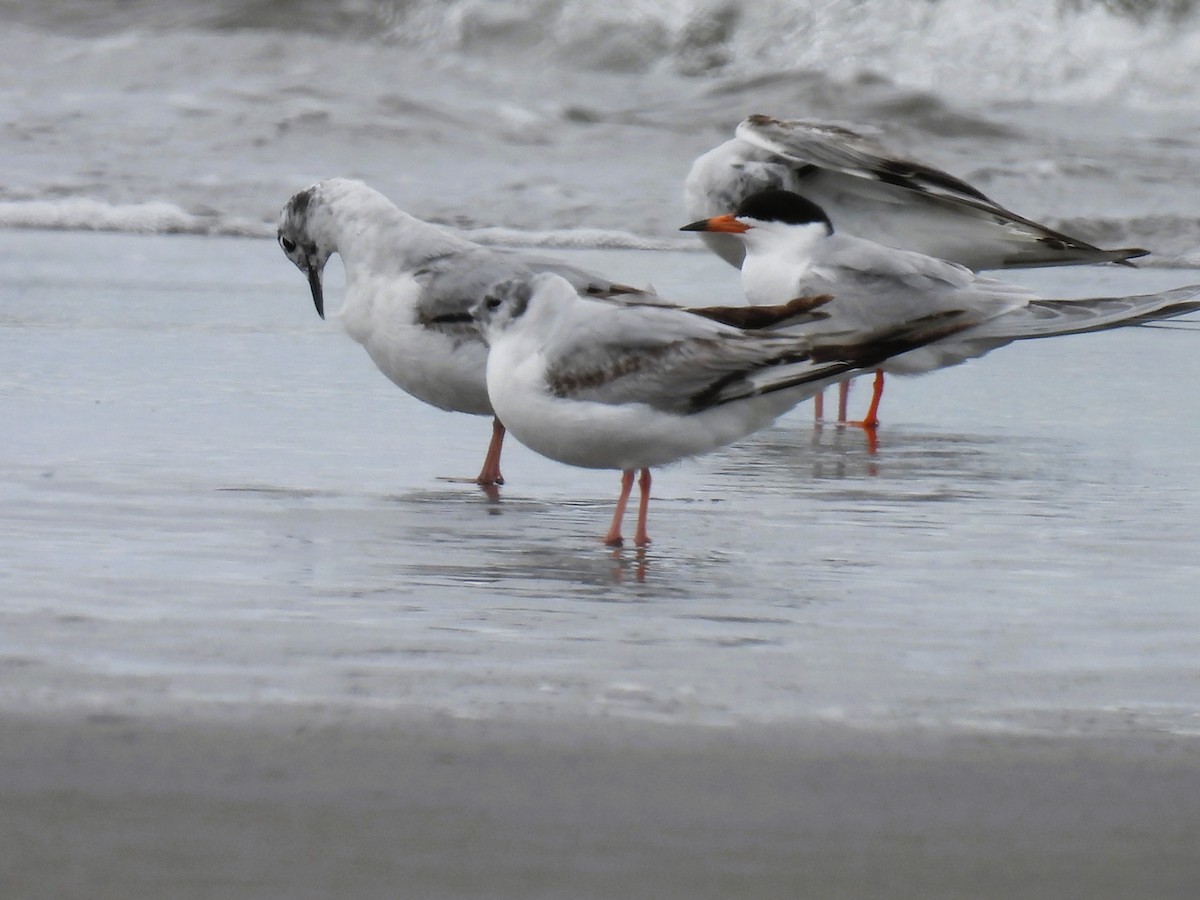 Forster's Tern - Tina Toth