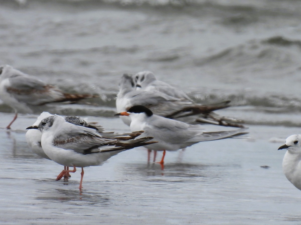 Forster's Tern - Tina Toth