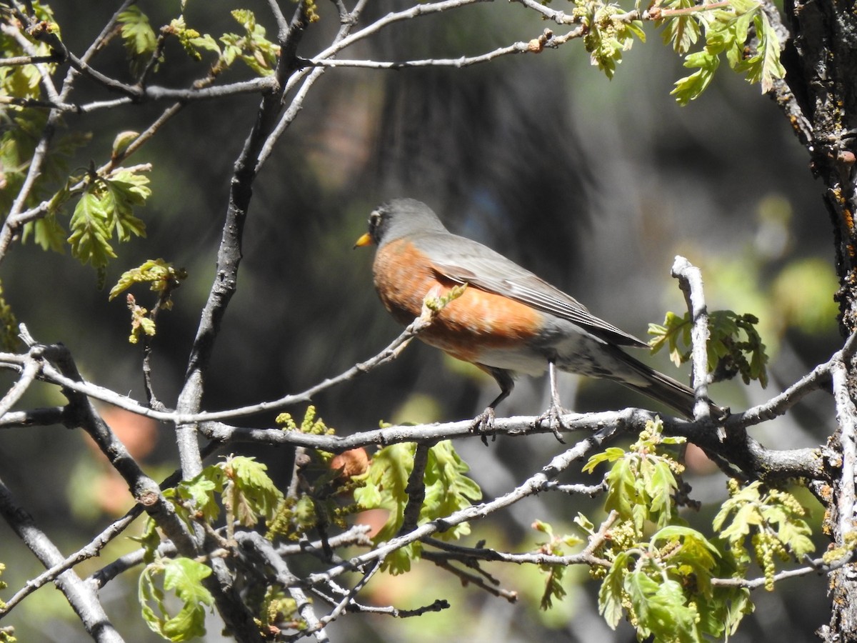 American Robin - ML619648028