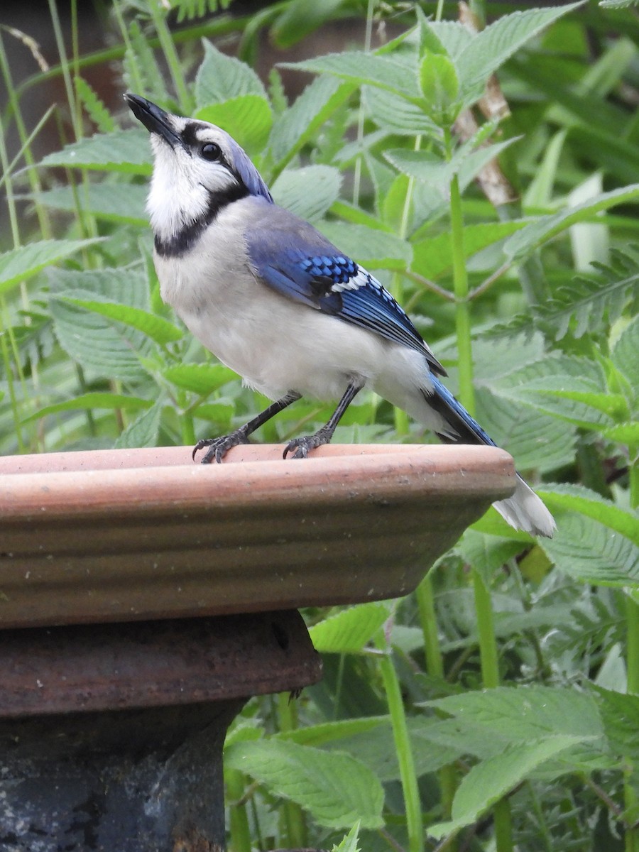 Blue Jay - Tracy Mosebey