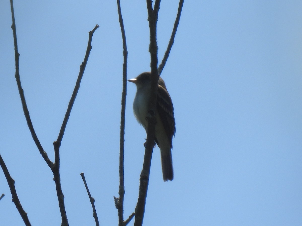 Alder Flycatcher - Heather Gray Toner