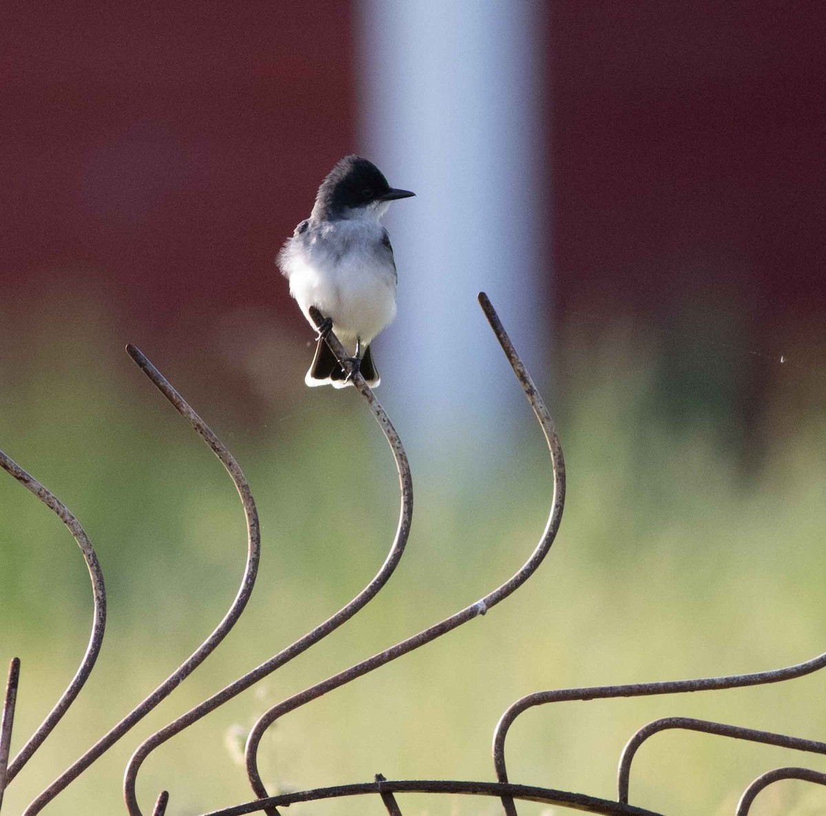 Eastern Kingbird - Nick Bolgiano