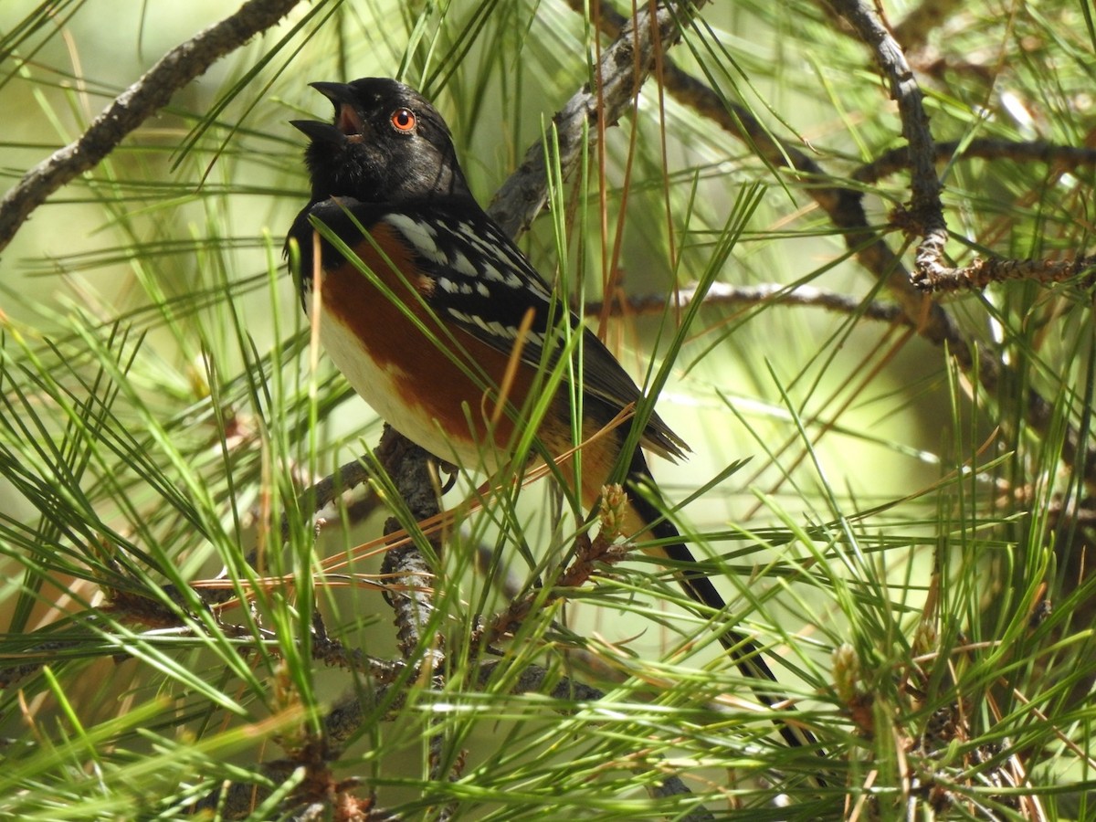 Spotted Towhee - Jim Valenzuela