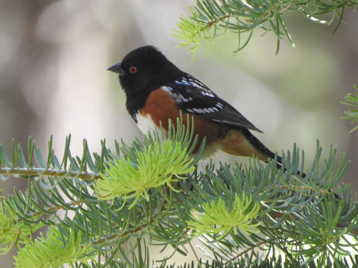 Spotted Towhee - Jim Valenzuela