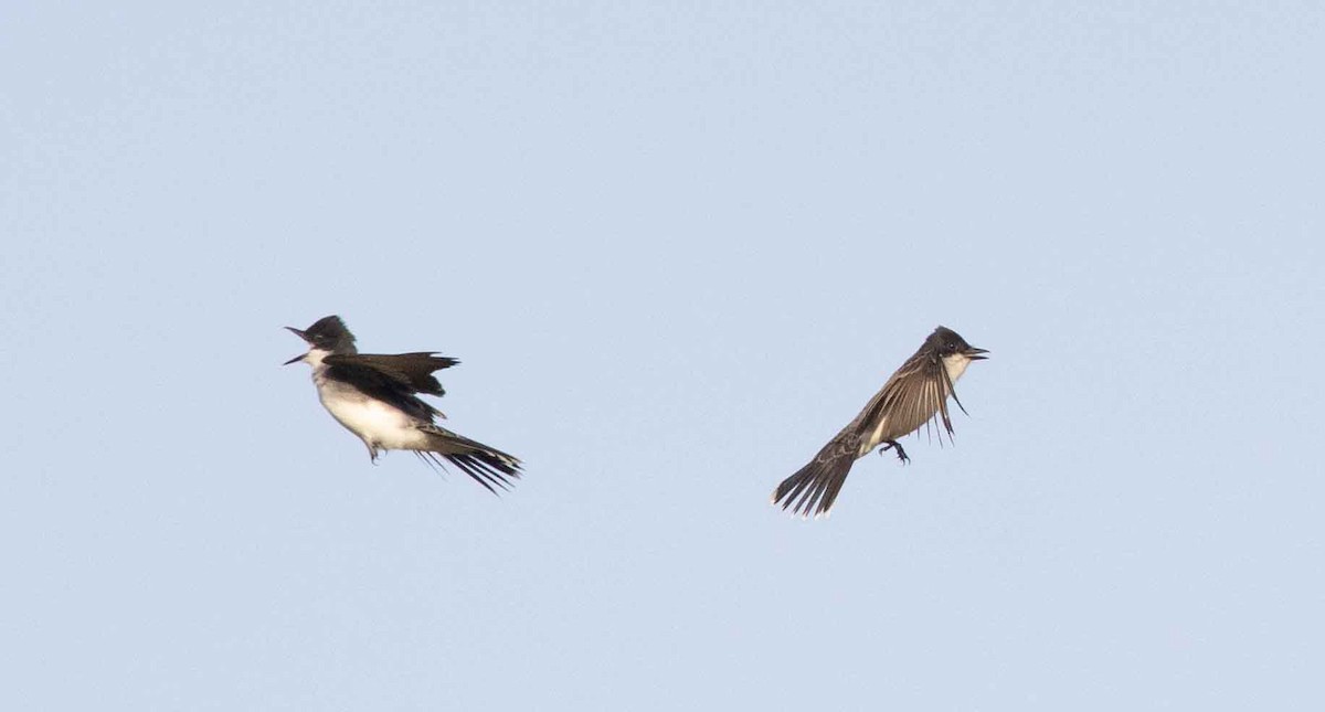 Eastern Kingbird - Nick Bolgiano