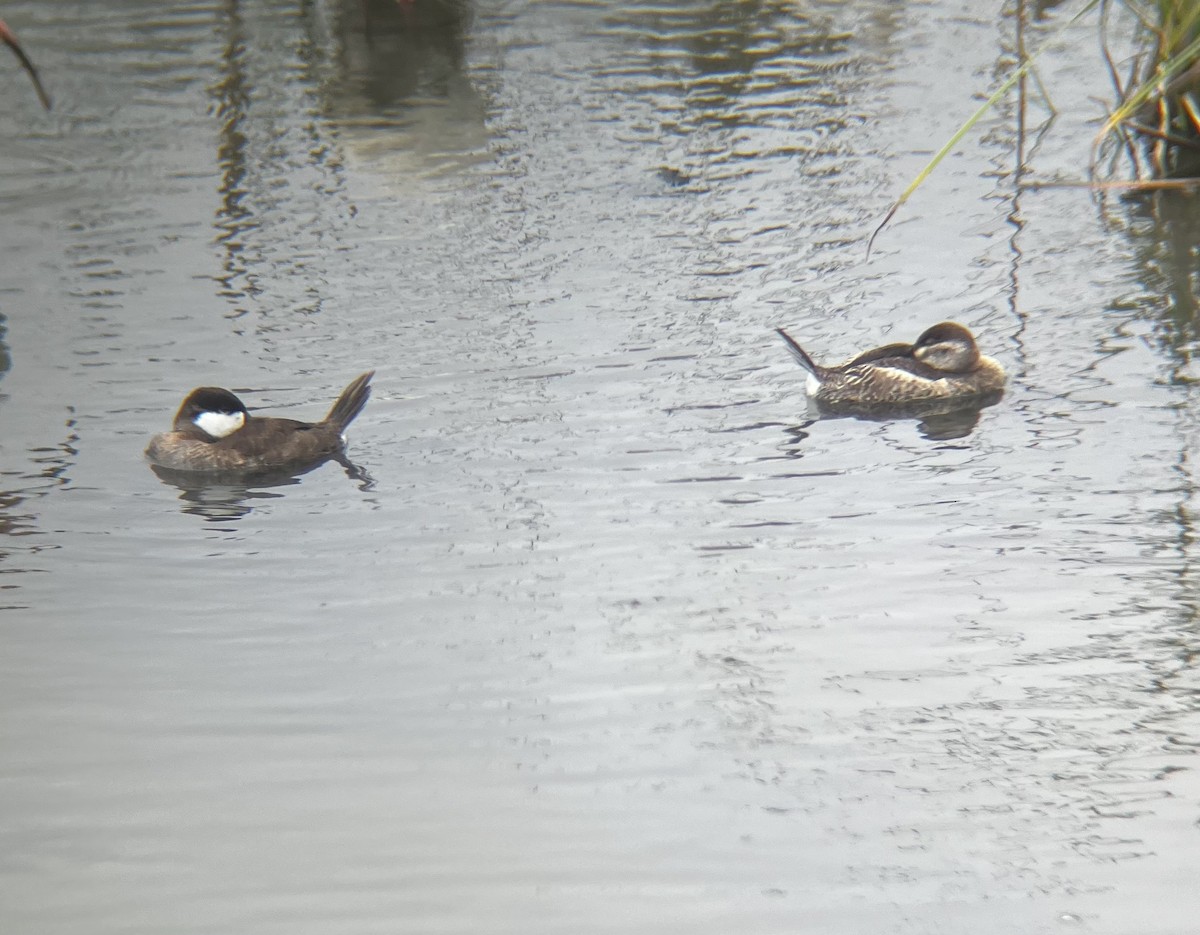 Ruddy Duck - Tricia Van Laar