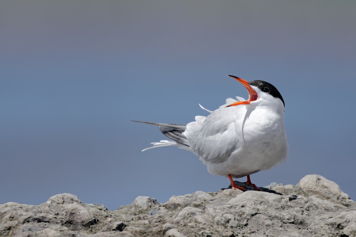 Common Tern - Frédérick Lelièvre