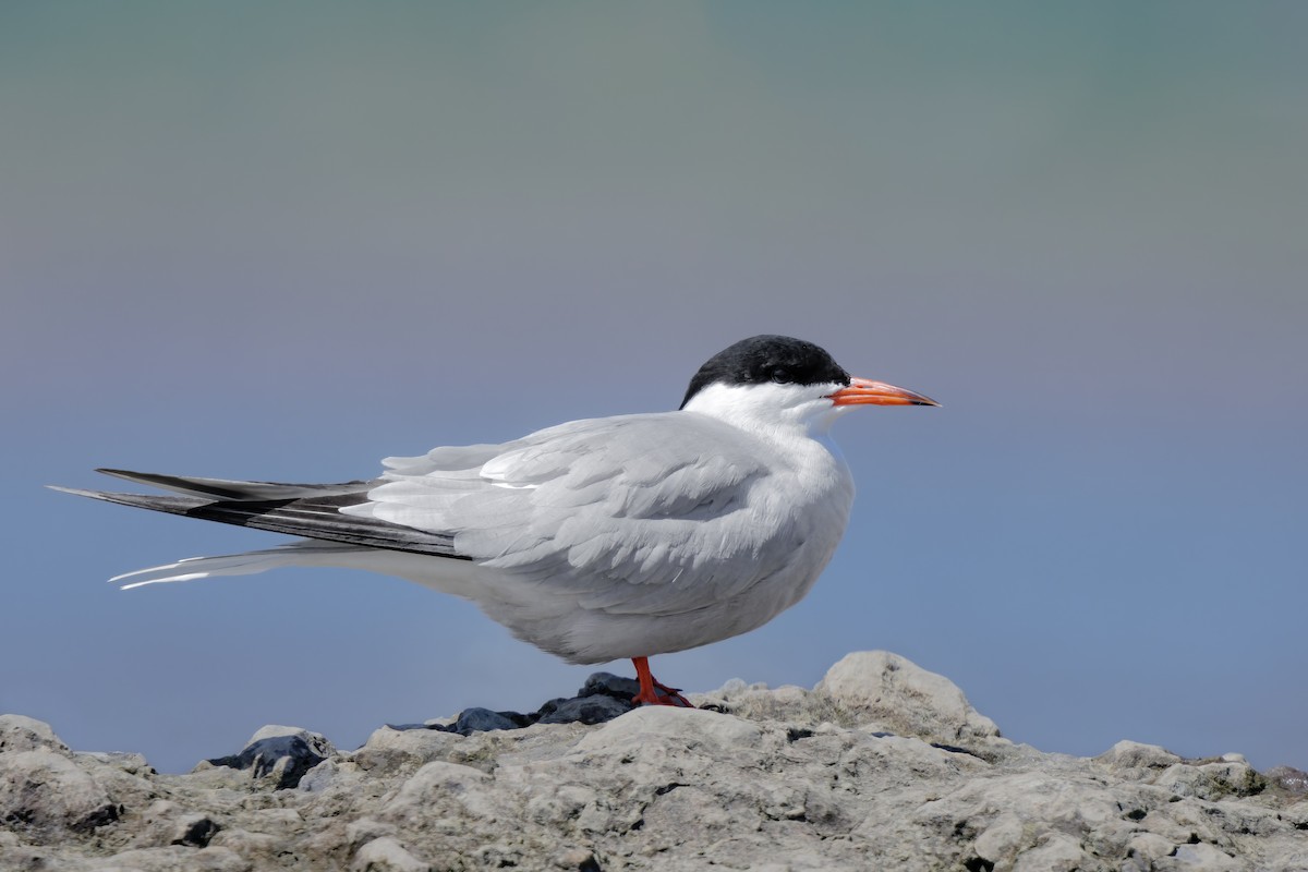Common Tern - Frédérick Lelièvre