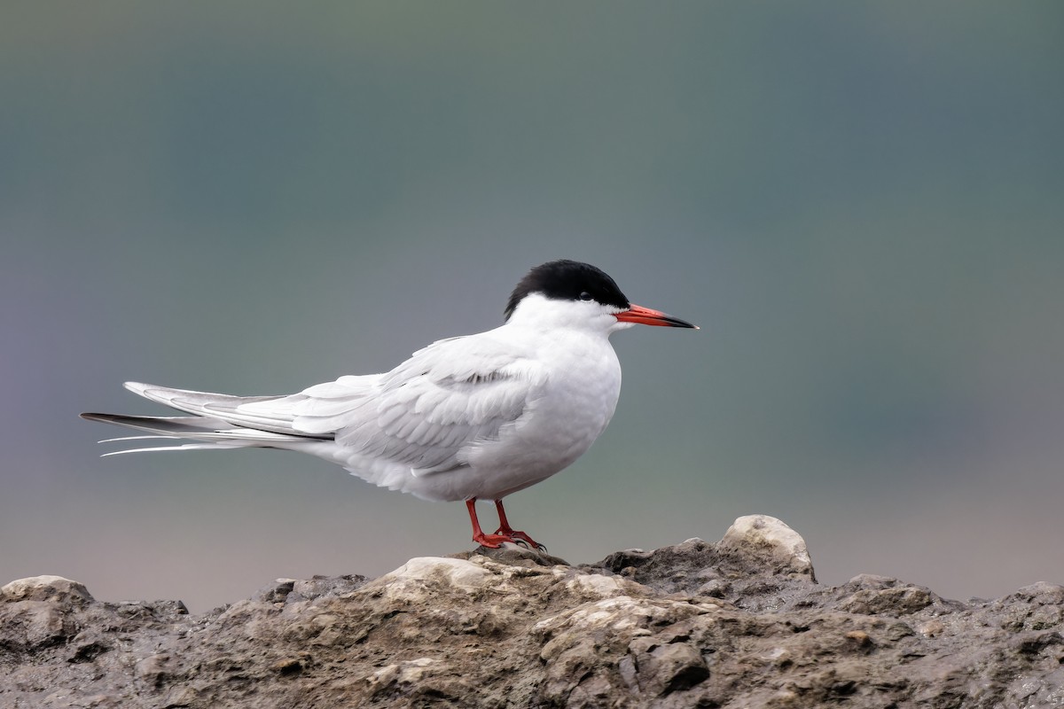 Common Tern - Frédérick Lelièvre