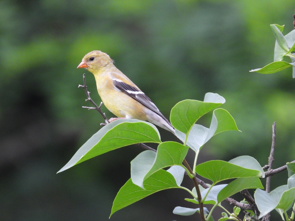 American Goldfinch - Tracy Mosebey