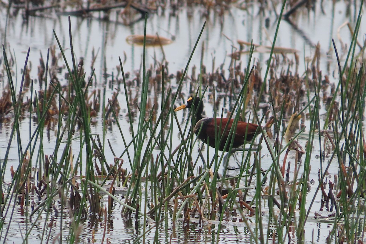 Northern Jacana - ML619648068