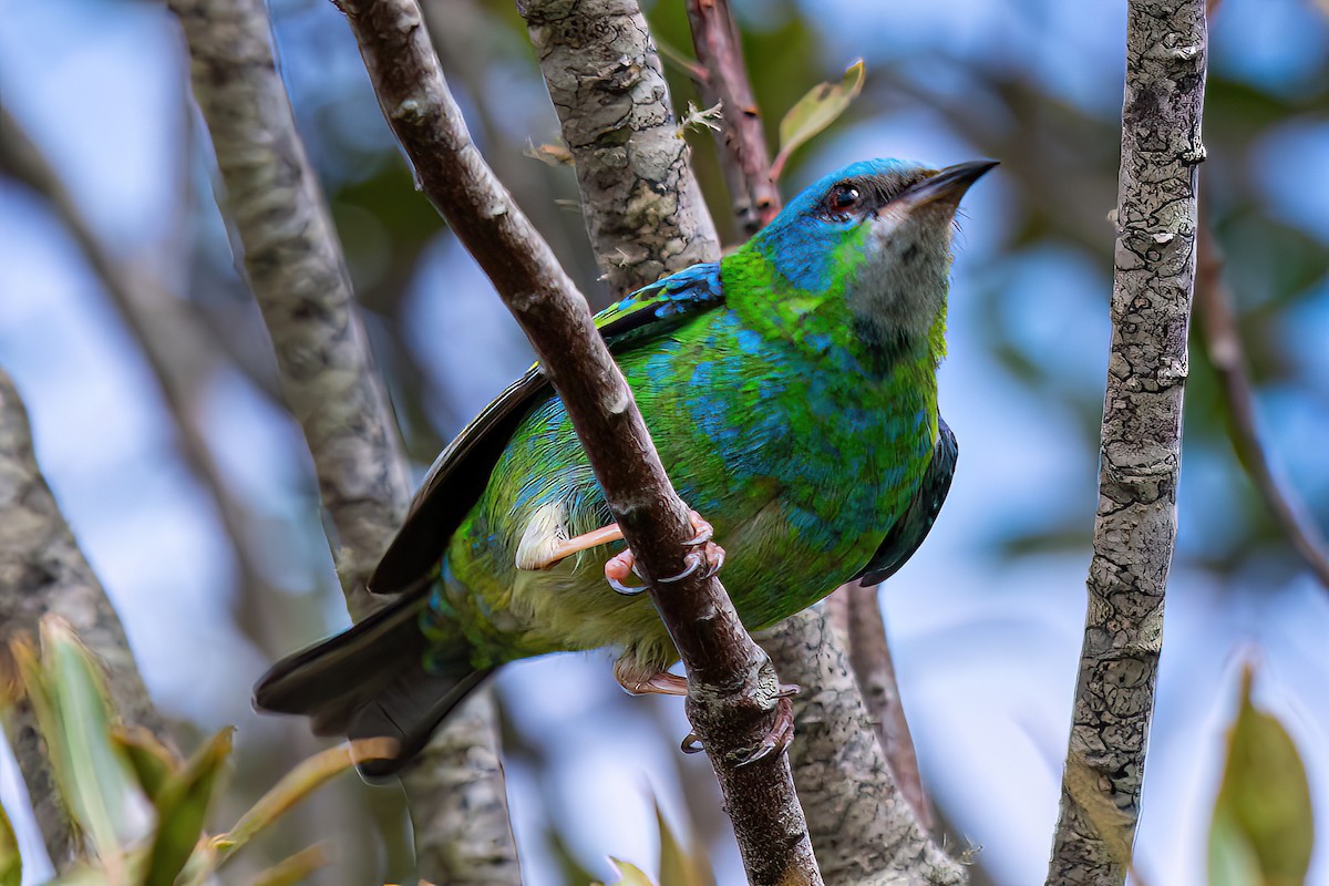 Blue Dacnis - Kurt Gaskill