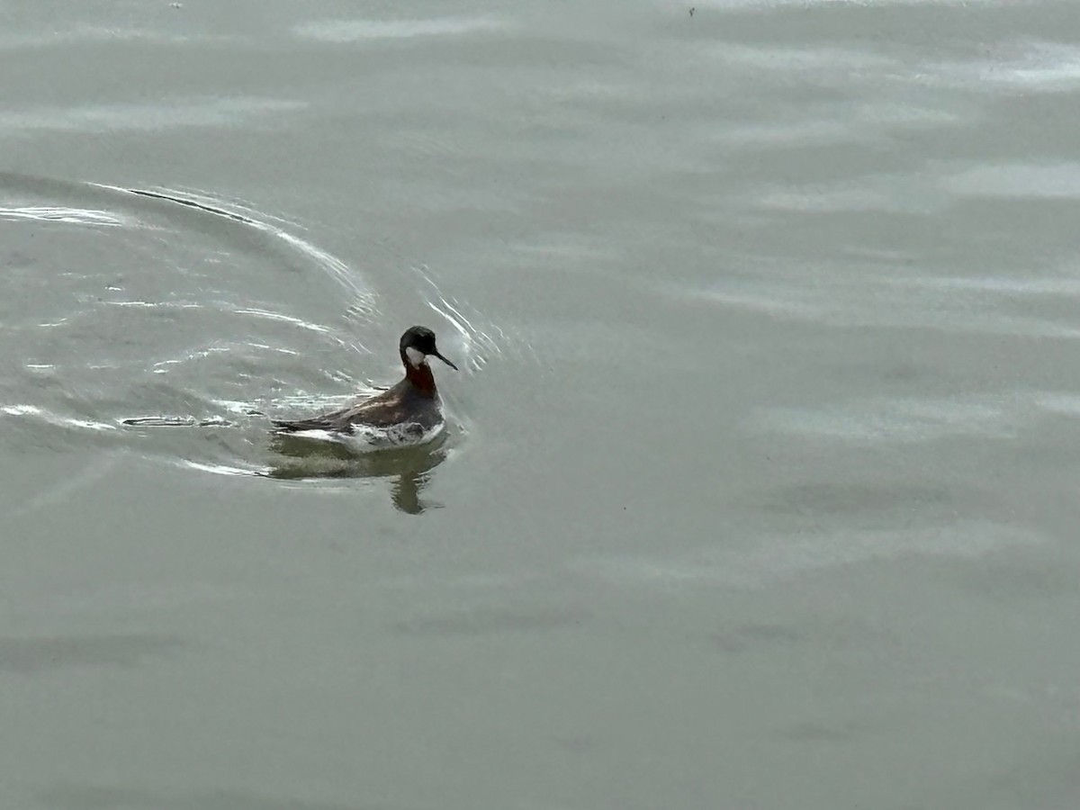 Red-necked Phalarope - Michael Hoard