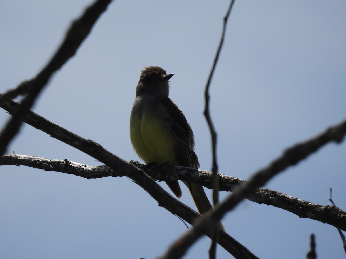 Great Crested Flycatcher - Heather Gray Toner