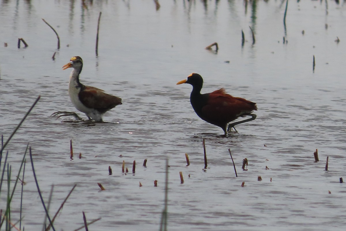 Northern Jacana - David Brinkman