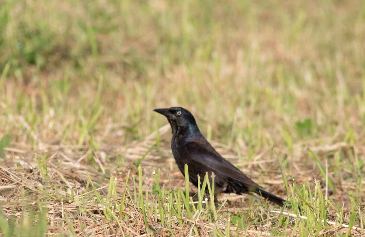 Common Grackle - Nick Bolgiano