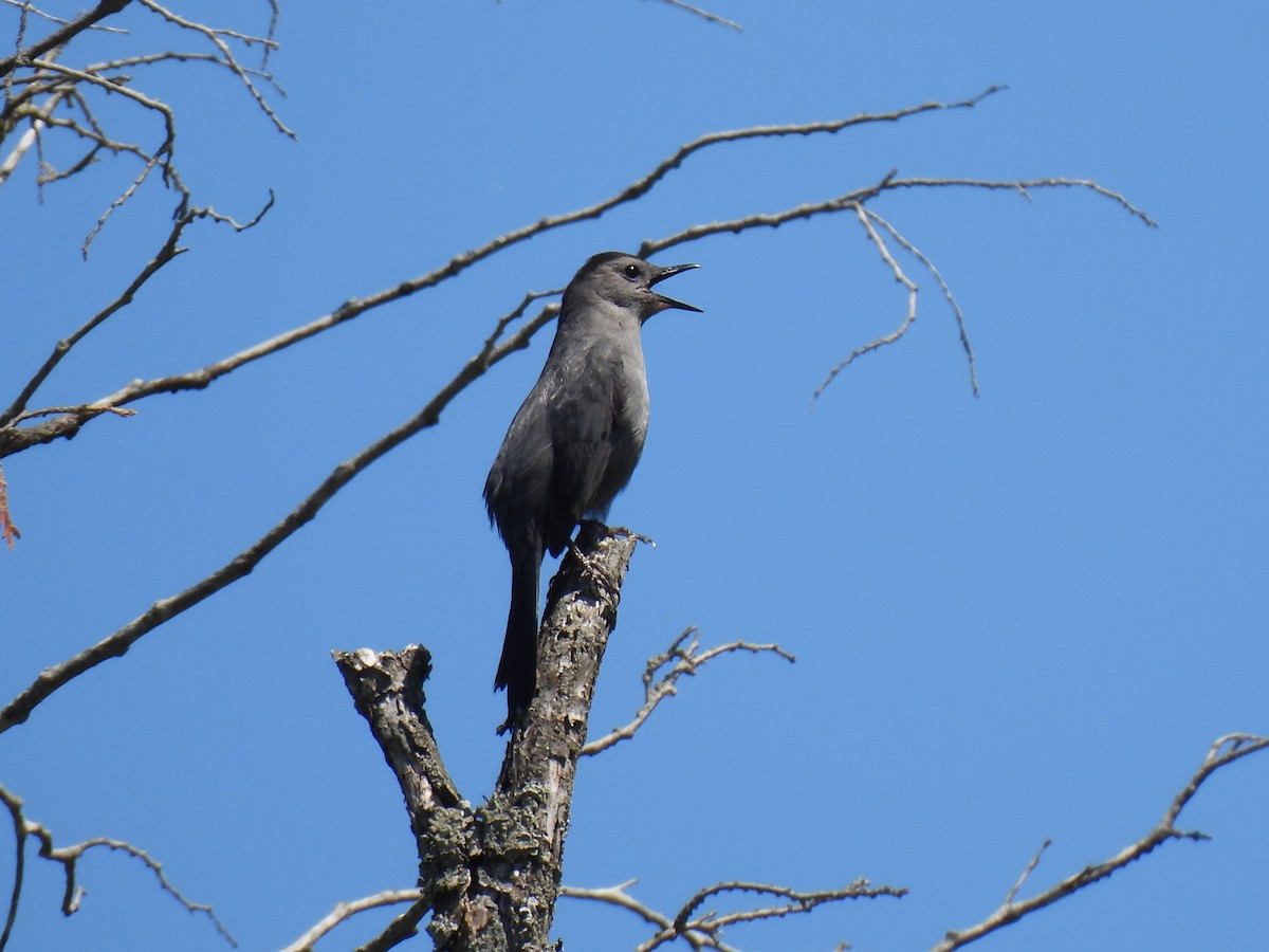 Gray Catbird - Heather Gray Toner