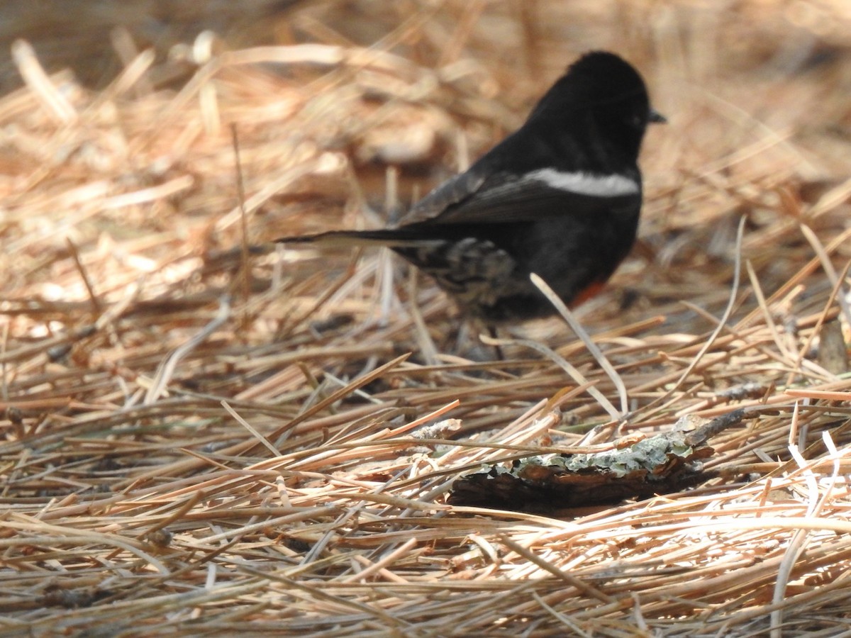 Painted Redstart - Jim Valenzuela