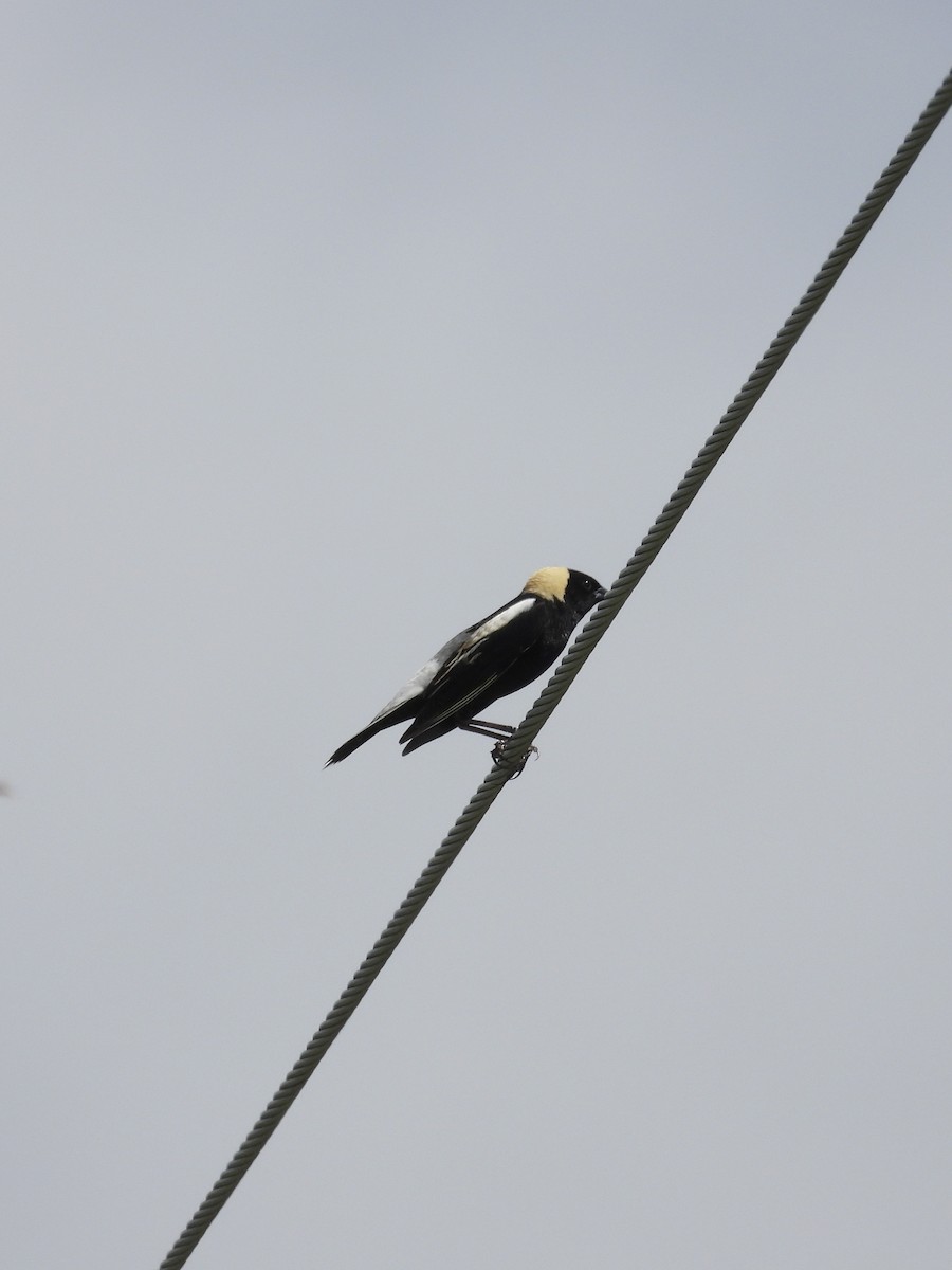 Bobolink - Tracy Mosebey