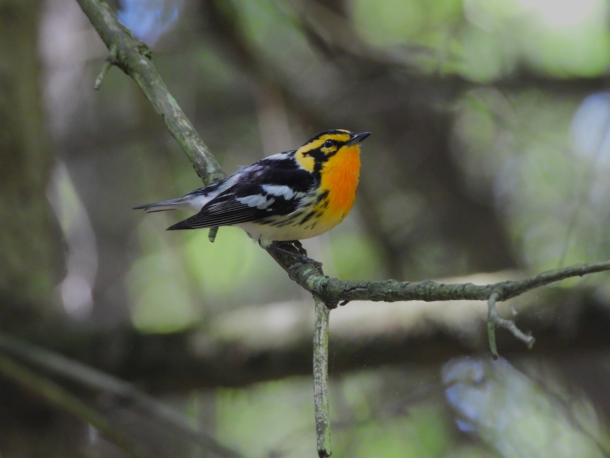 Blackburnian Warbler - JamEs ParRis