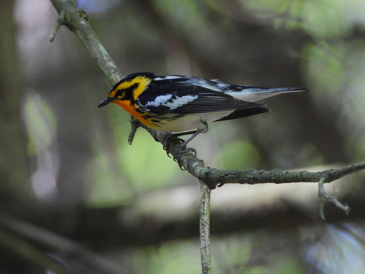 Blackburnian Warbler - JamEs ParRis