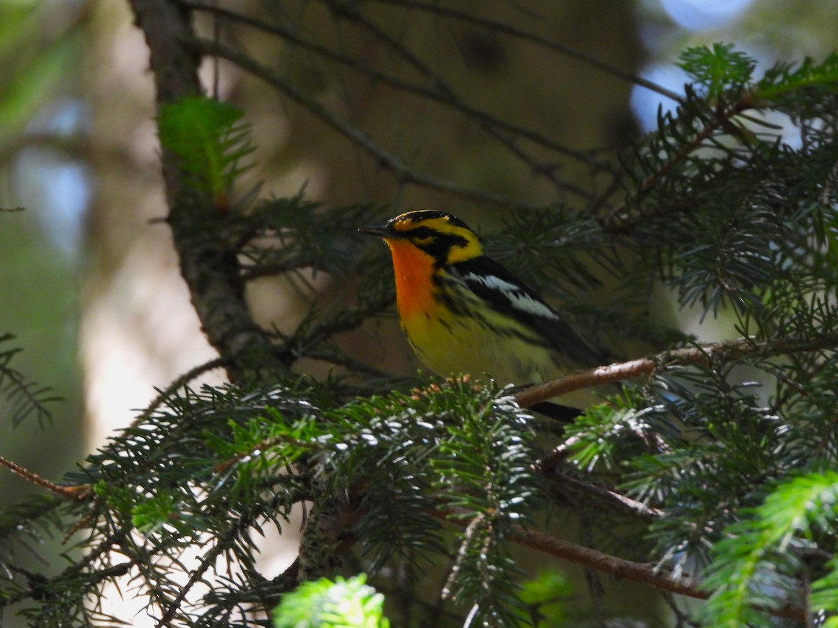 Blackburnian Warbler - JamEs ParRis