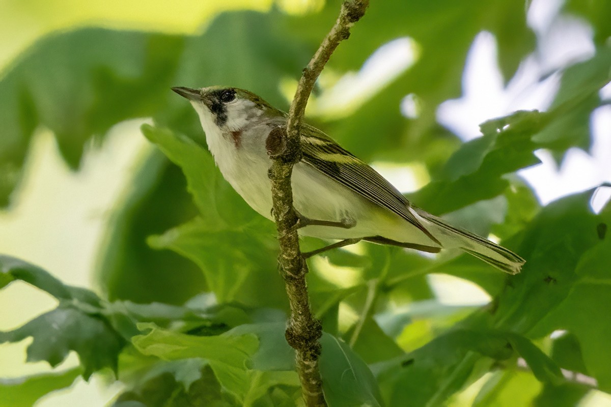 Chestnut-sided Warbler - ML619648107