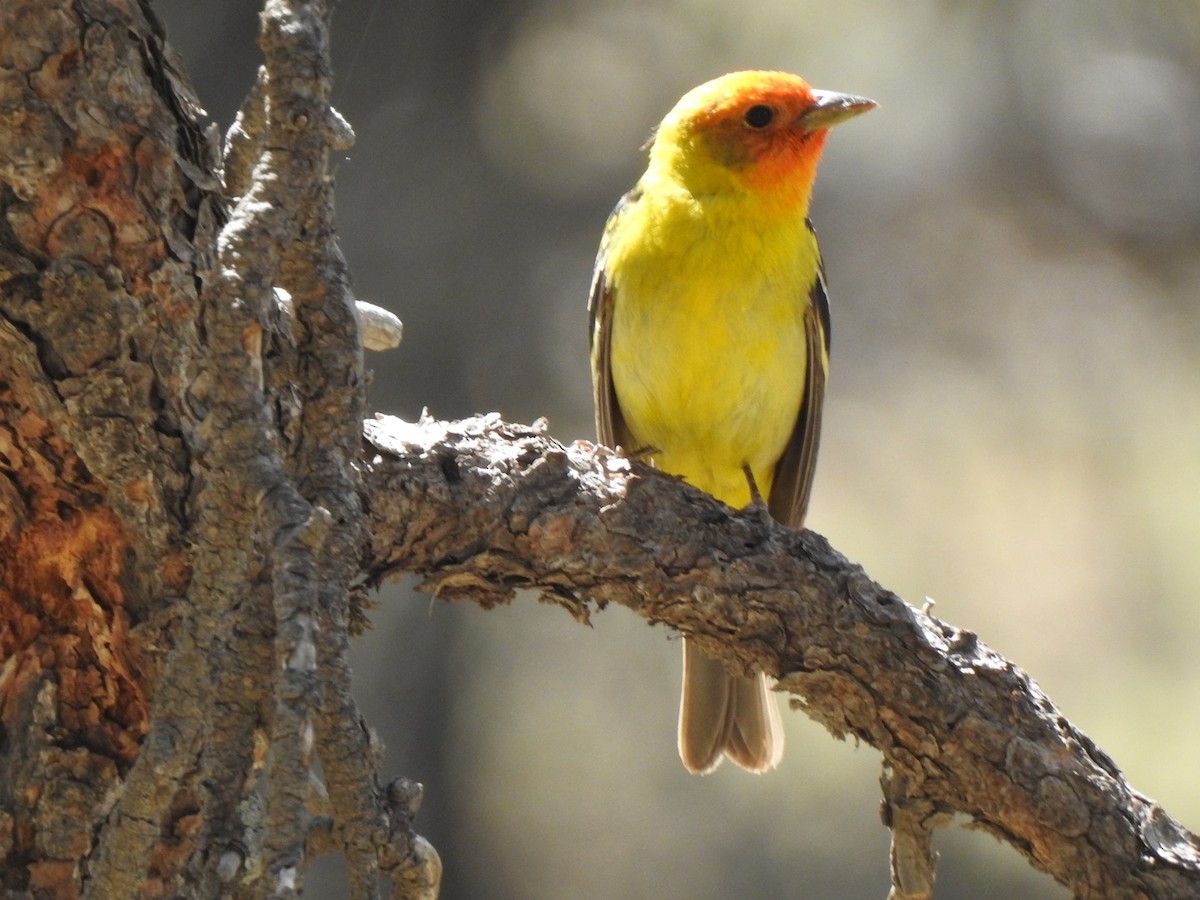 Western Tanager - ML619648110