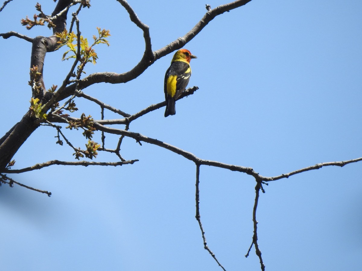 Western Tanager - ML619648111