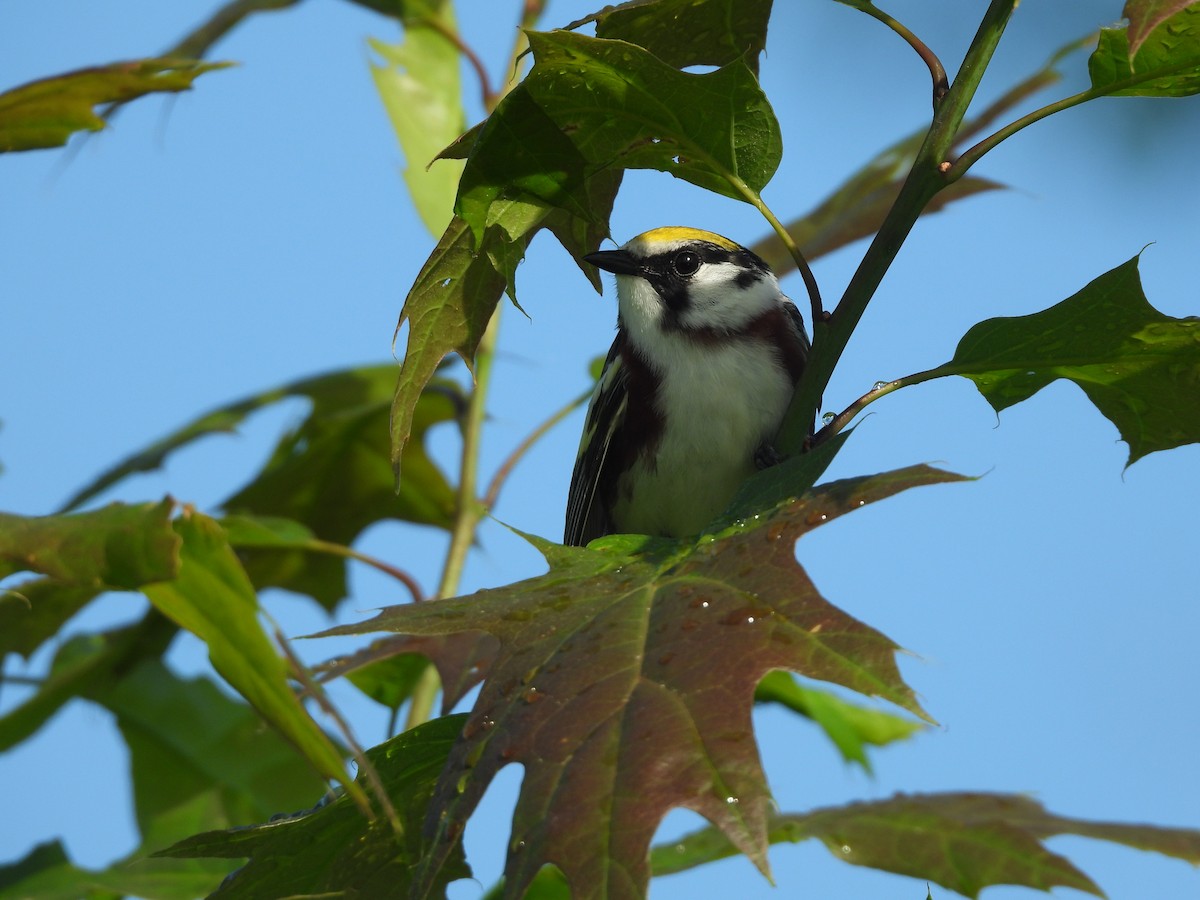 Chestnut-sided Warbler - JamEs ParRis