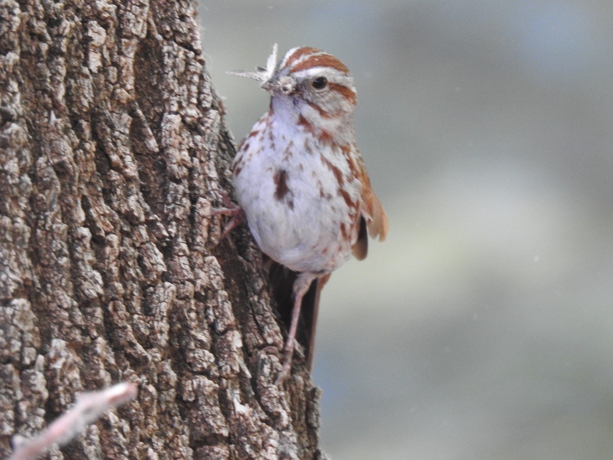 Song Sparrow - ML619648135