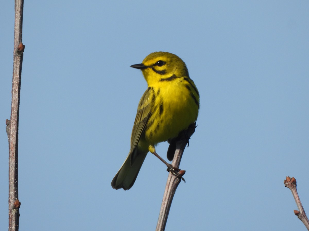 Prairie Warbler - JamEs ParRis