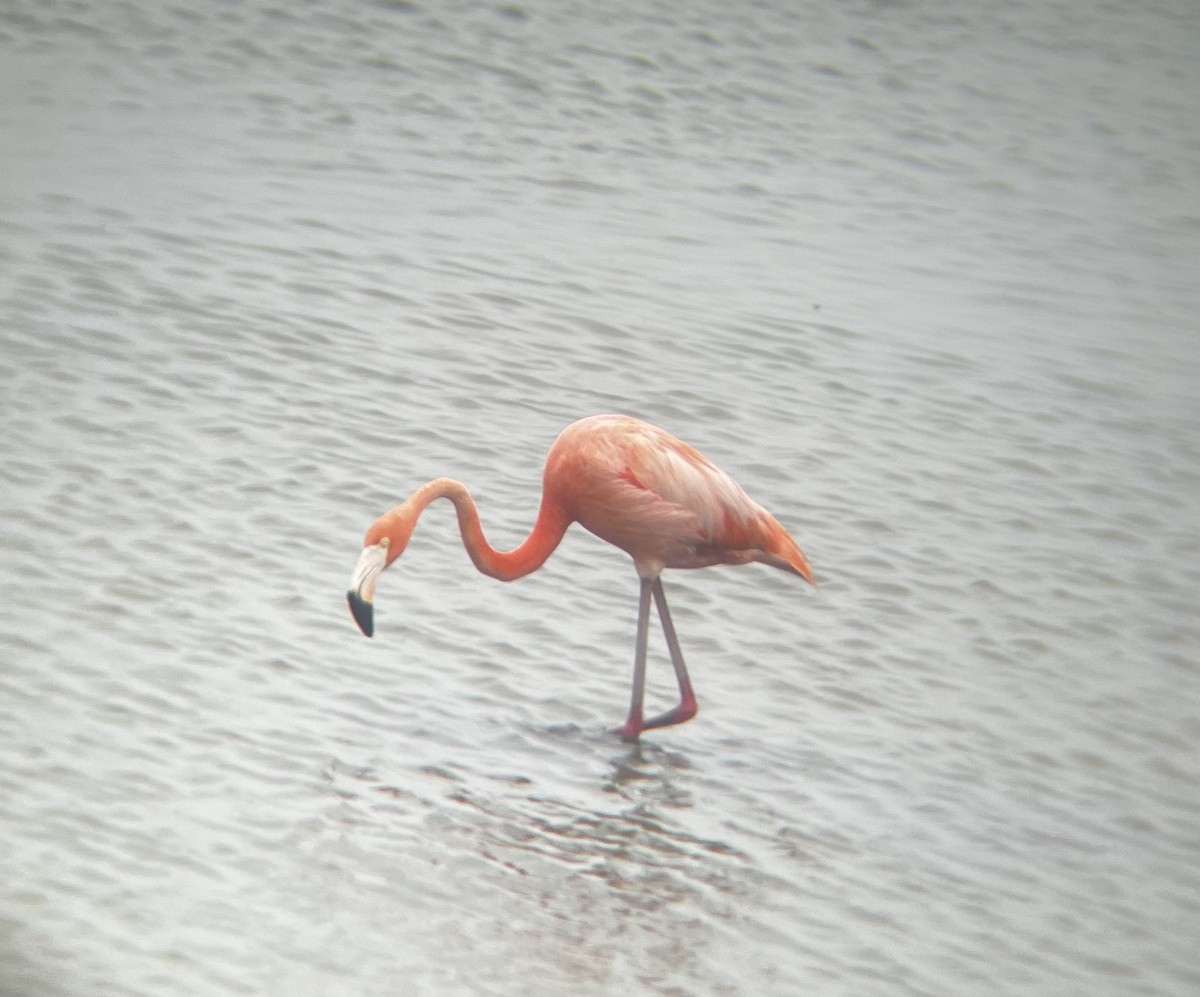 American Flamingo - ML619648140