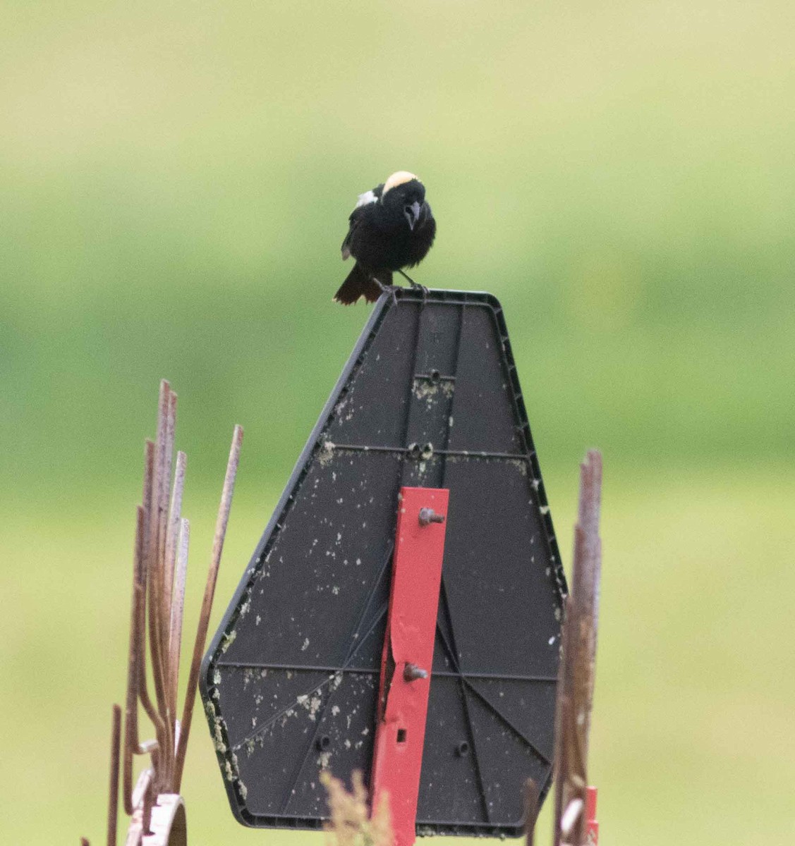 bobolink americký - ML619648141