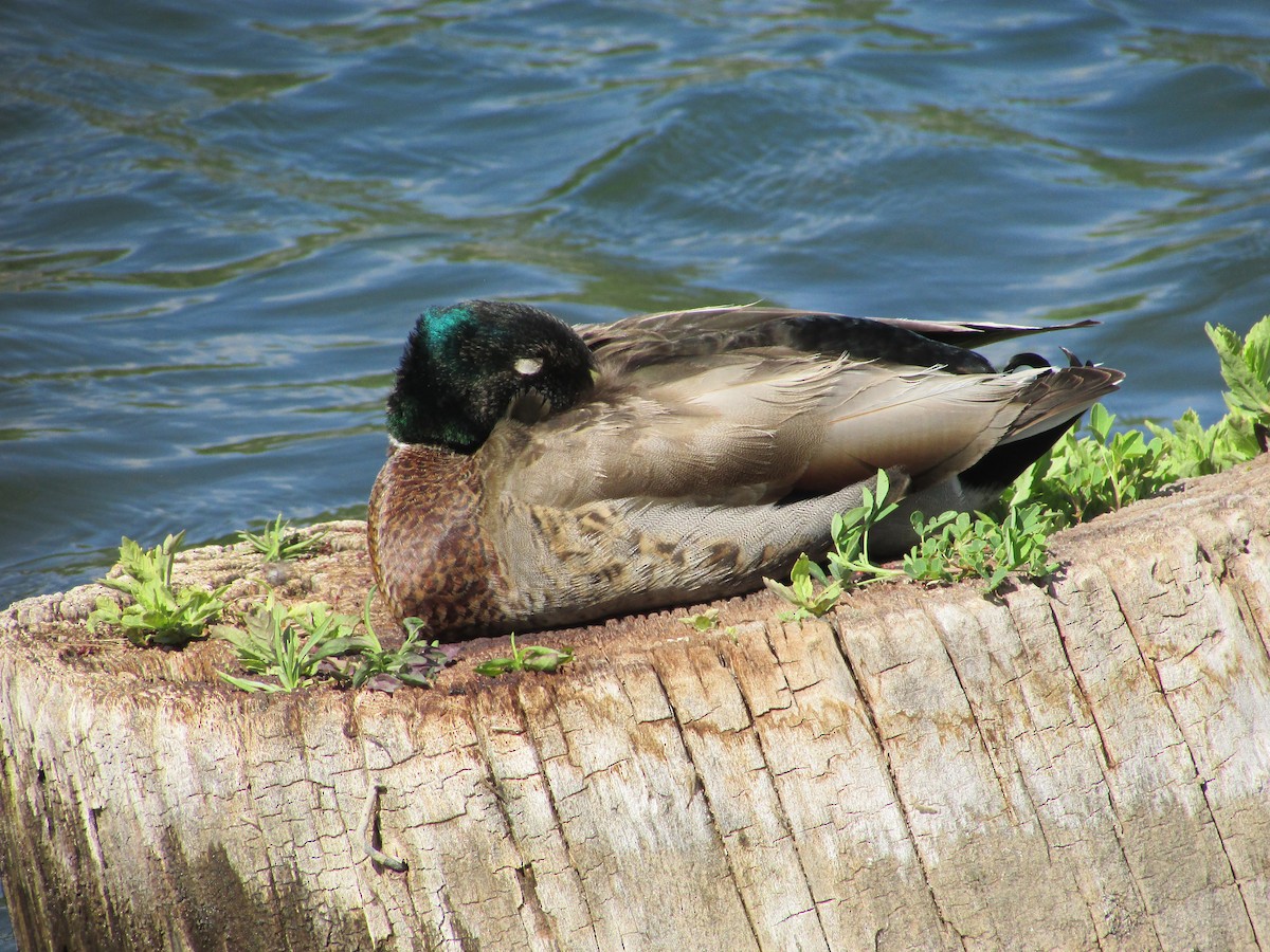 Canard colvert - ML619648146