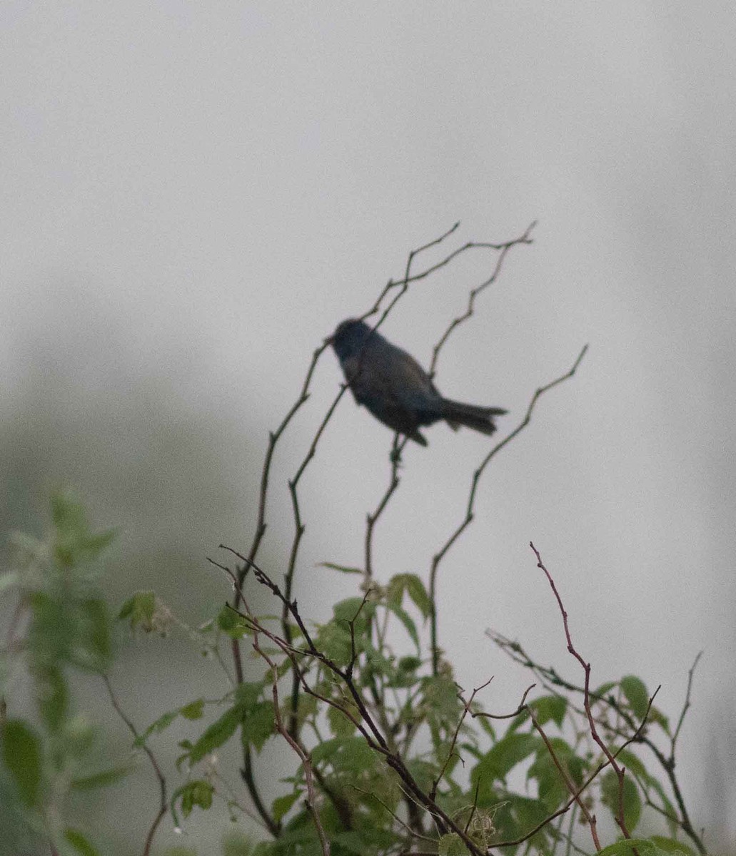 Indigo Bunting - Nick Bolgiano