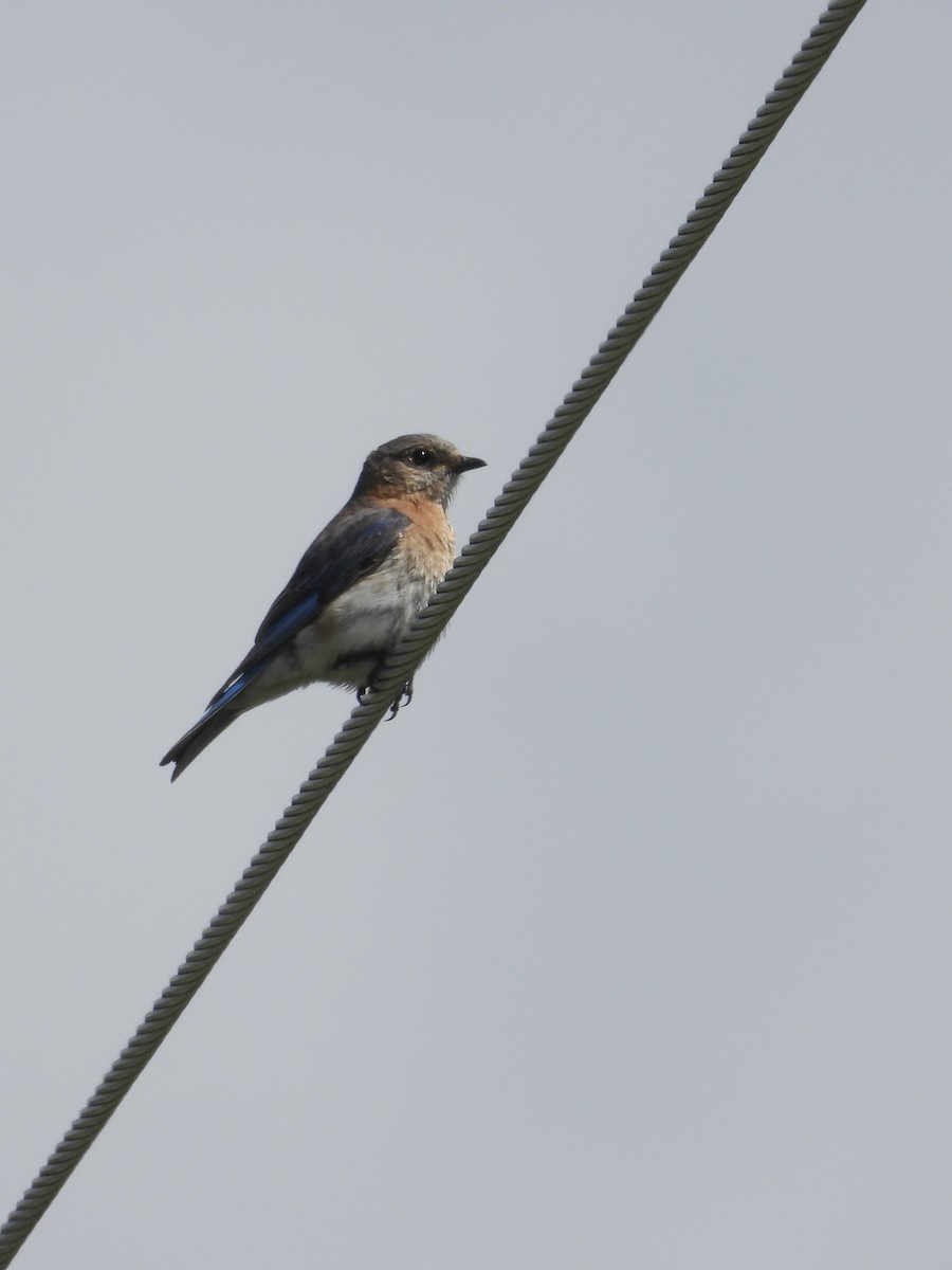 Eastern Bluebird - Tracy Mosebey