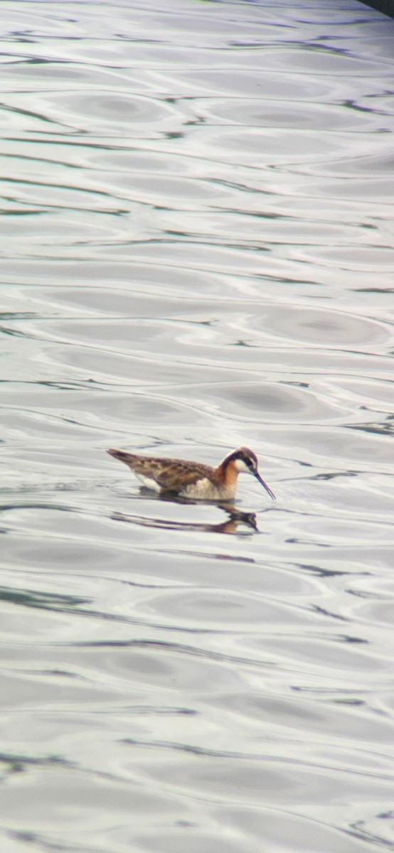 Wilson's Phalarope - Andrew Olive