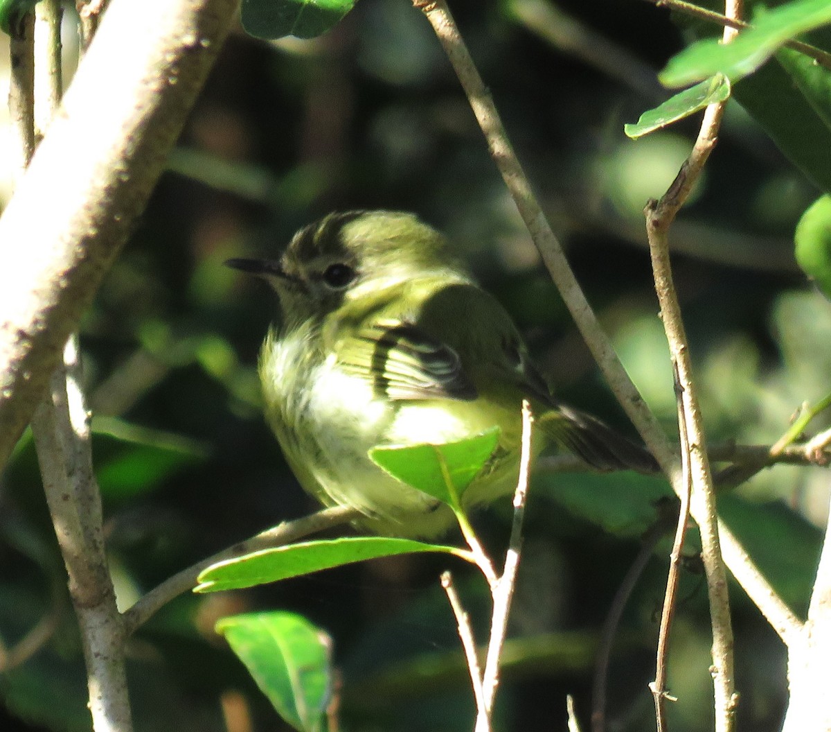 Mottle-cheeked Tyrannulet - Letícia Matheus Baccarin