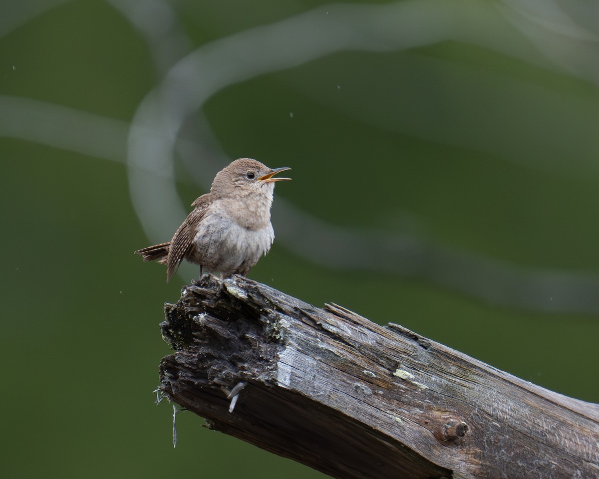 House Wren - Steve Knapp