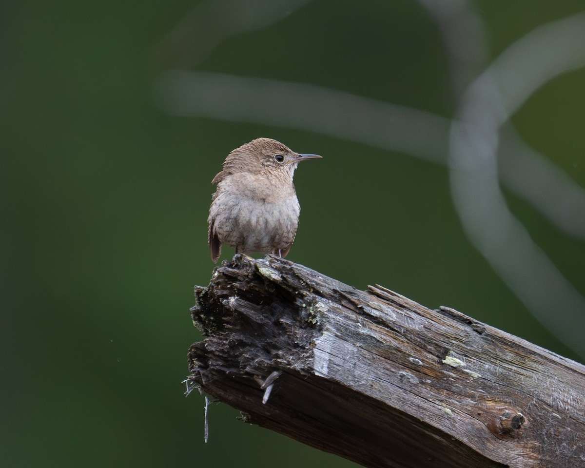 Northern House Wren - ML619648173