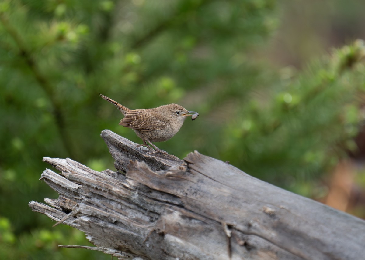 Northern House Wren - ML619648174